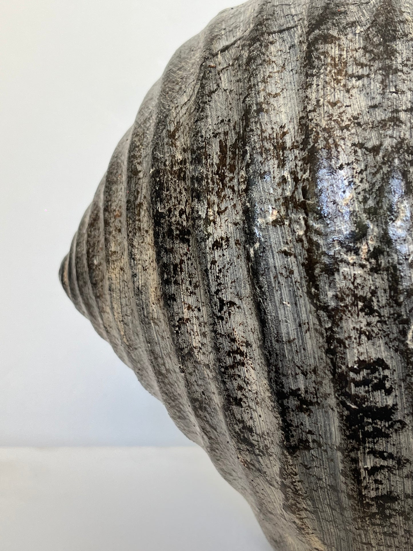 Ash gray Snail pot